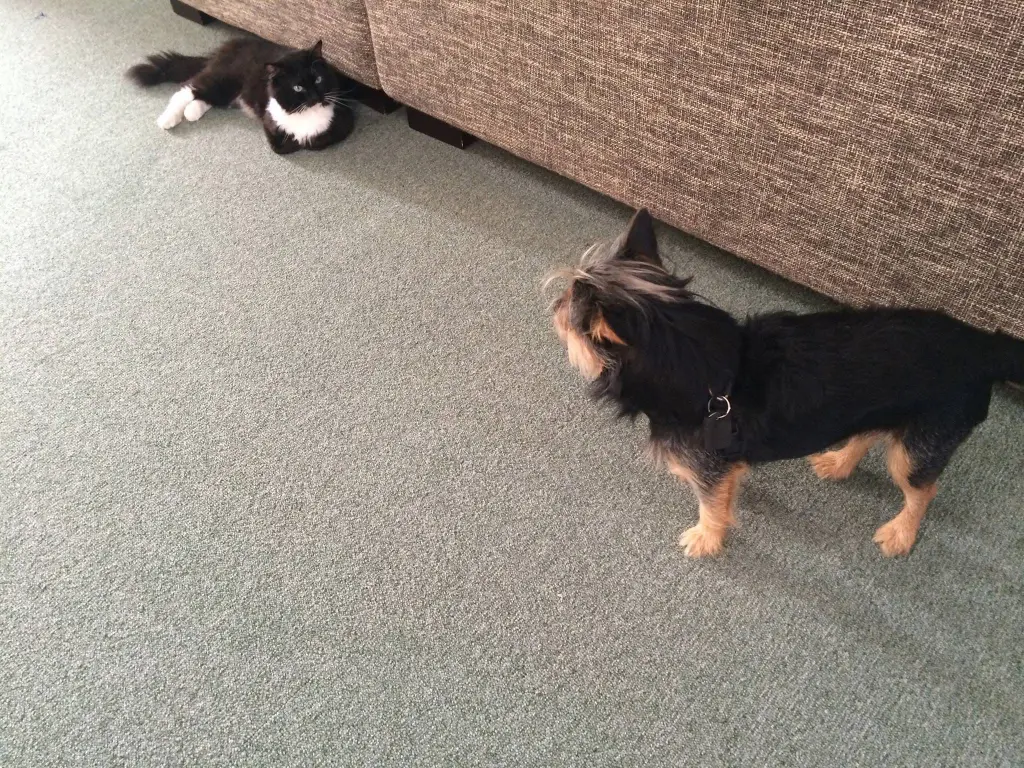 Andachtsbild von Claudi