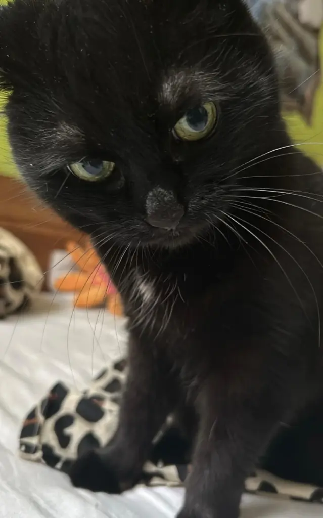 Andachtsbild von Lina Subkh