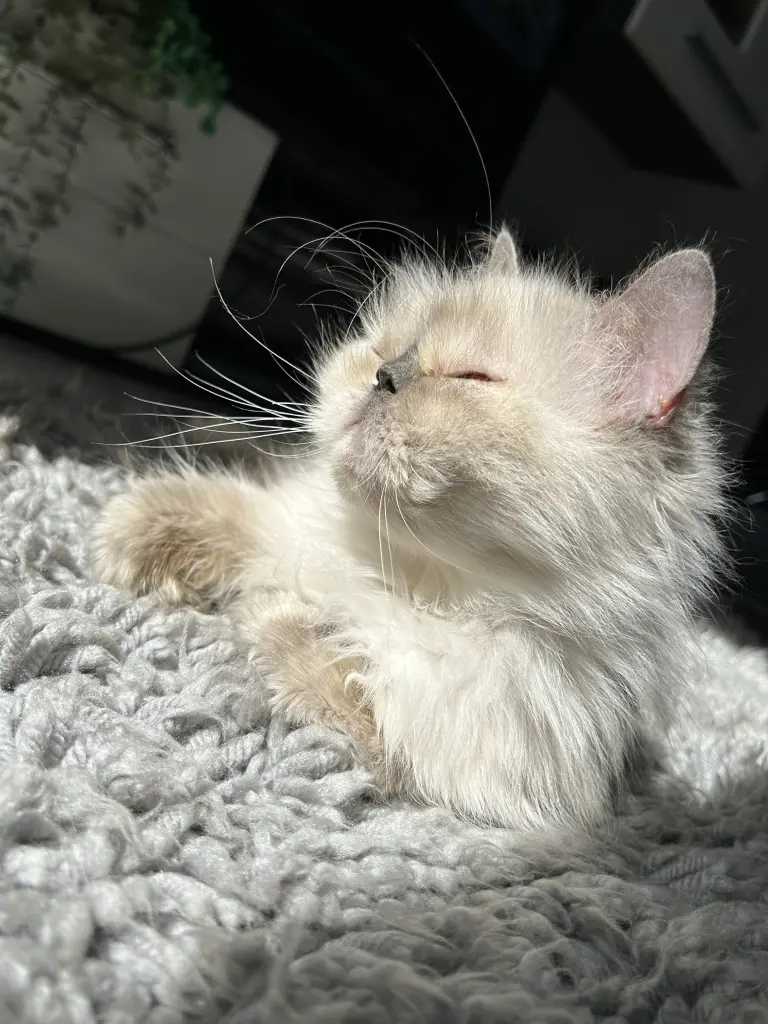 Bild von Roxy