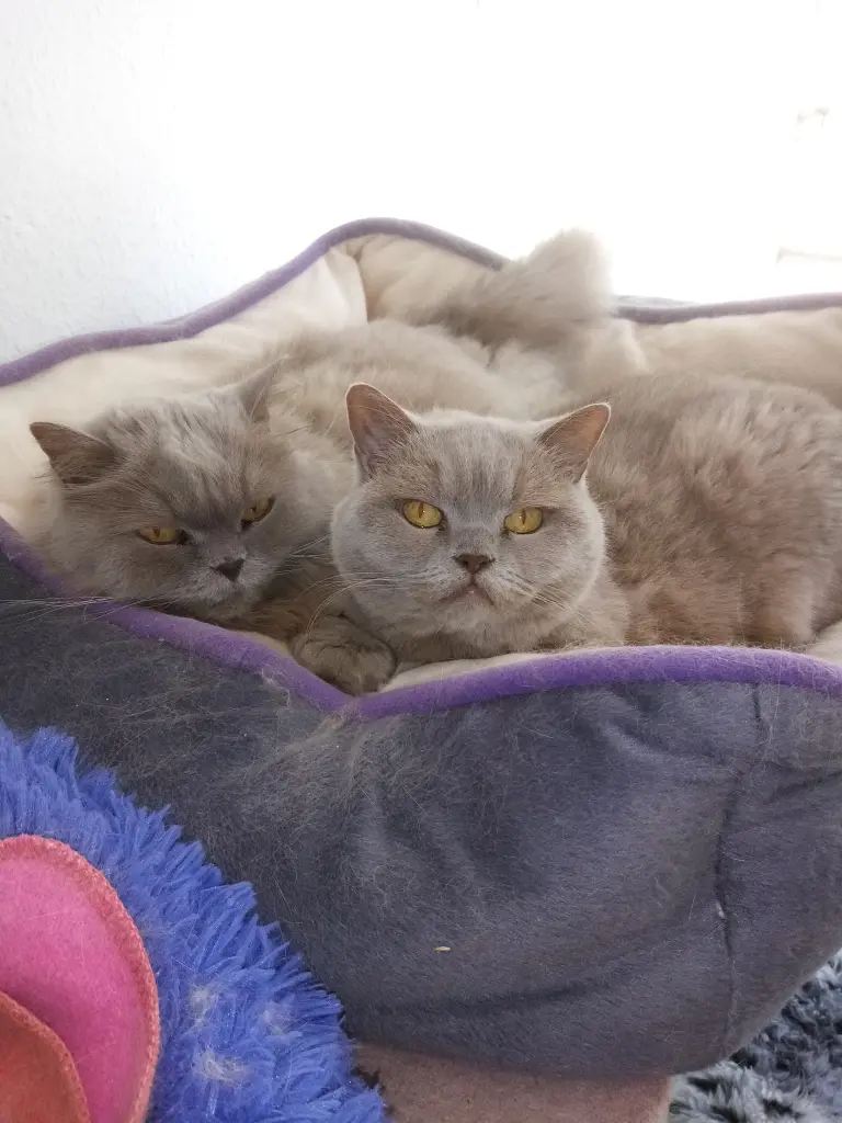 Himmeltau und Jasper