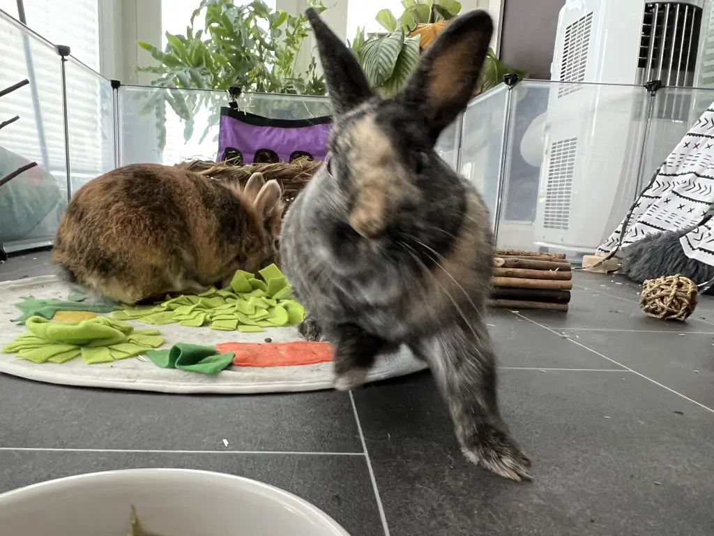 Kiwi, neugierig wie immer