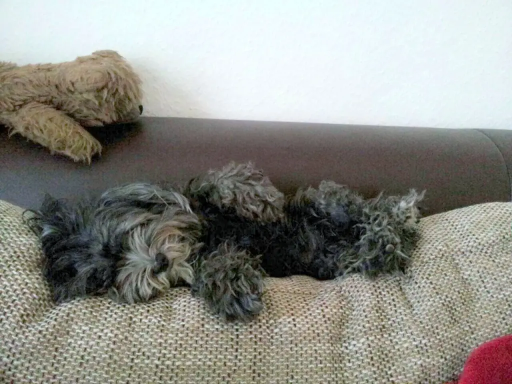 Image from Coco
