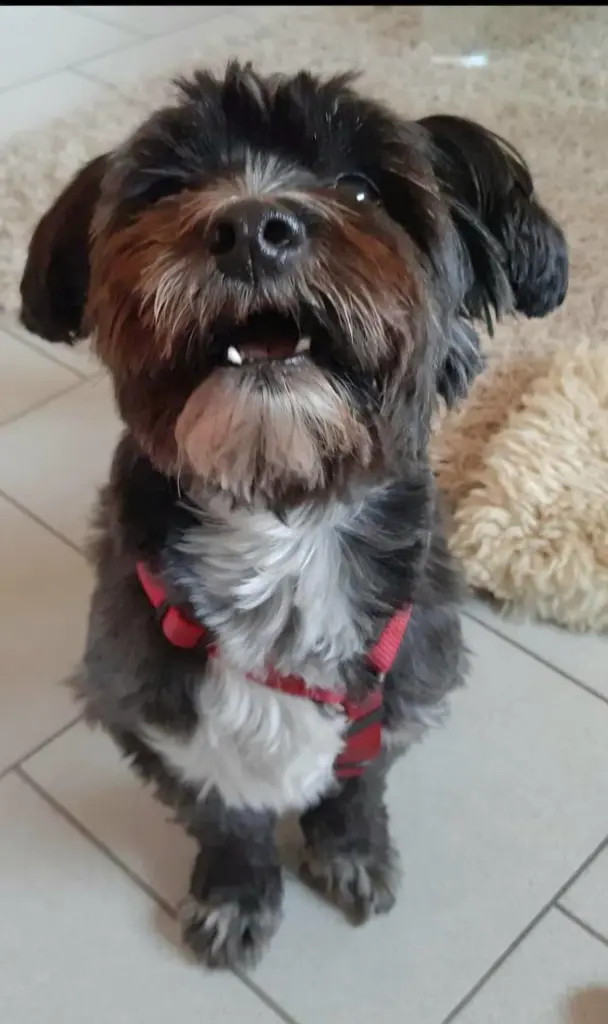 Andachtsbild von Petra