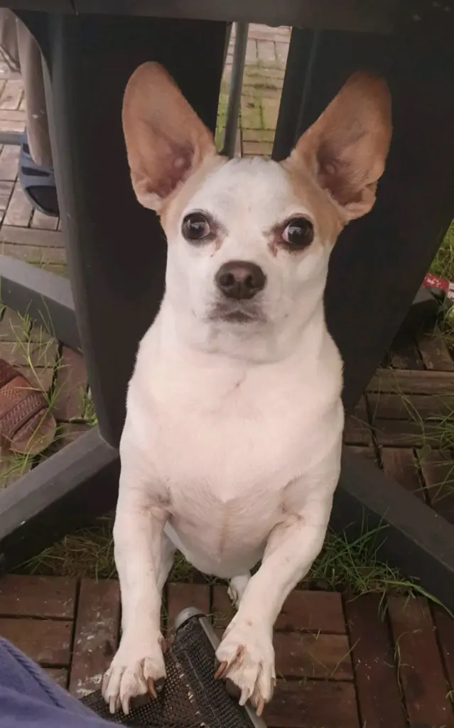 Andachtsbild von Jolanta