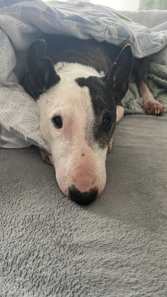 Image from Frieda