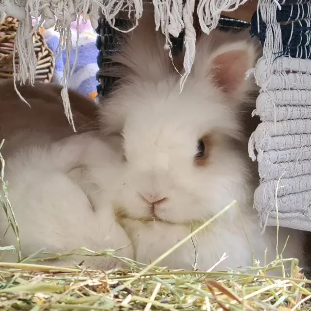 Kuscheln mit Finchen
