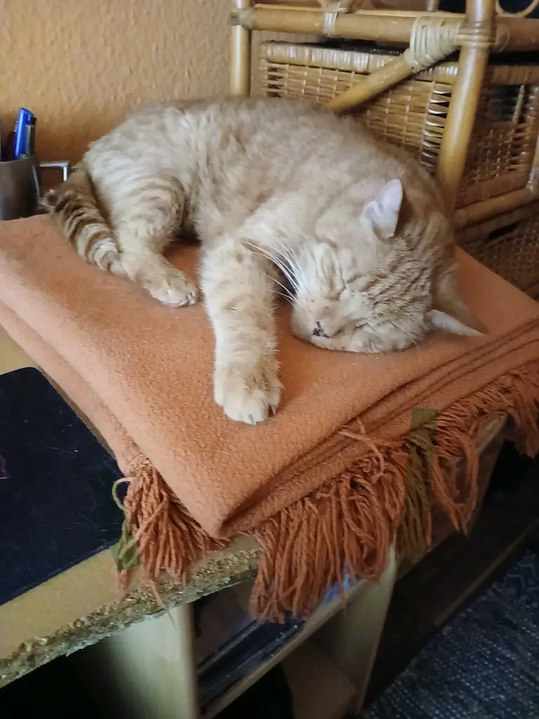 Image from Garfield