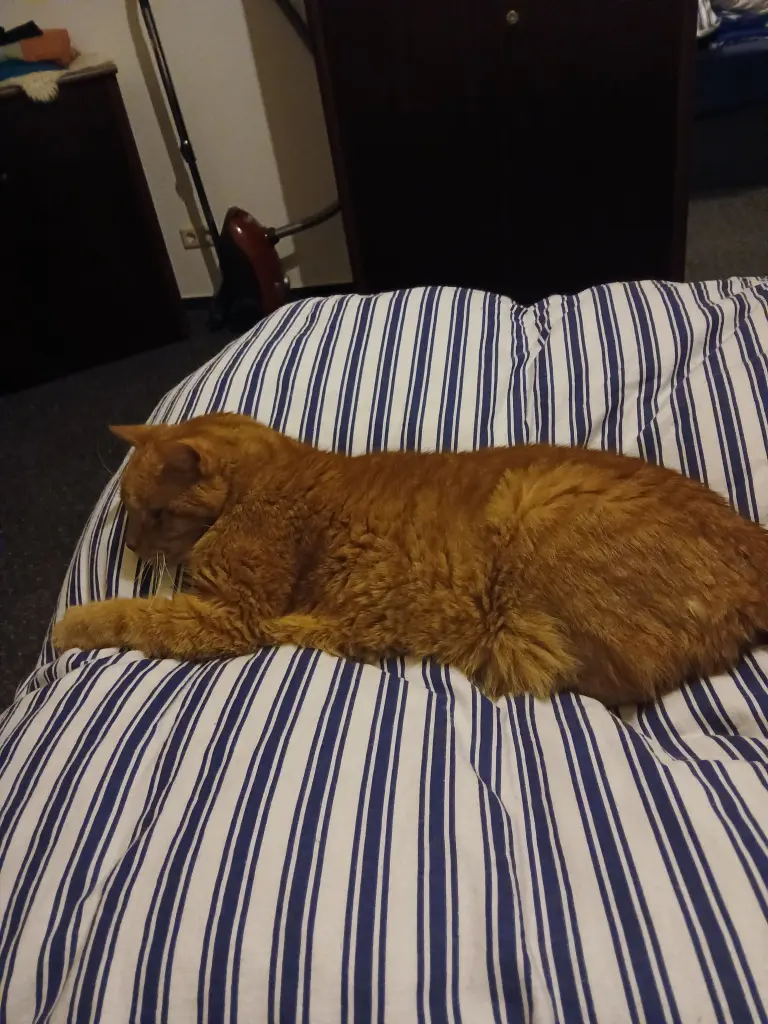 Image from Garfield