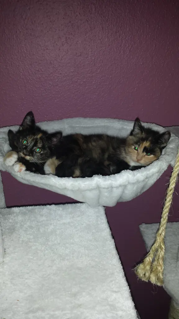 Als du und deine Schwester Bella mit 8 Wochen zu mir kamst