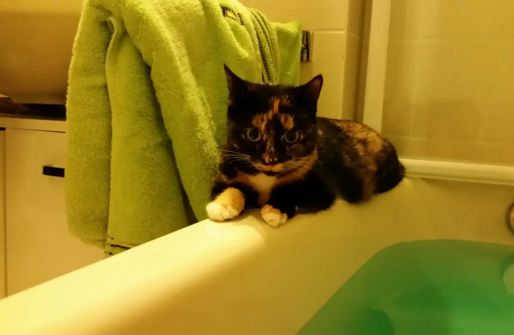 Immer und überall mit dabei...sogar beim Baden