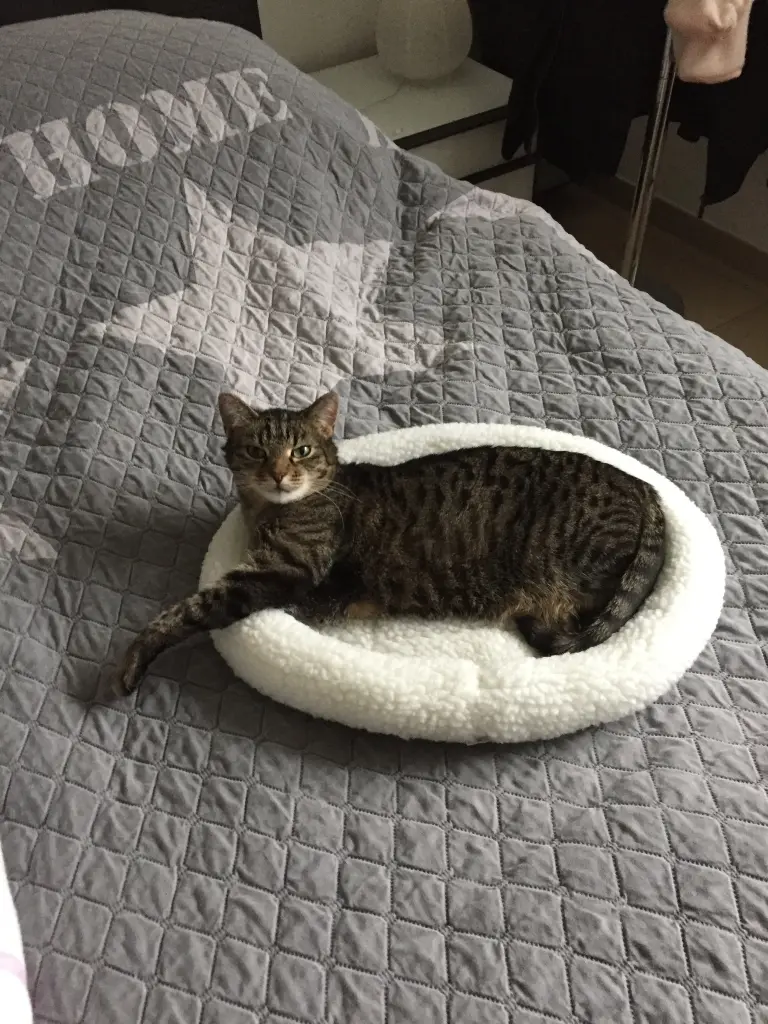 Image from Luna