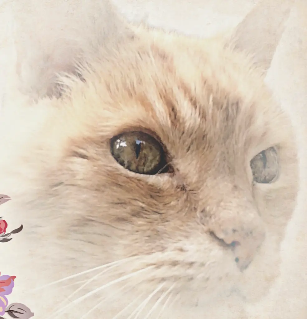 Image from Strolch