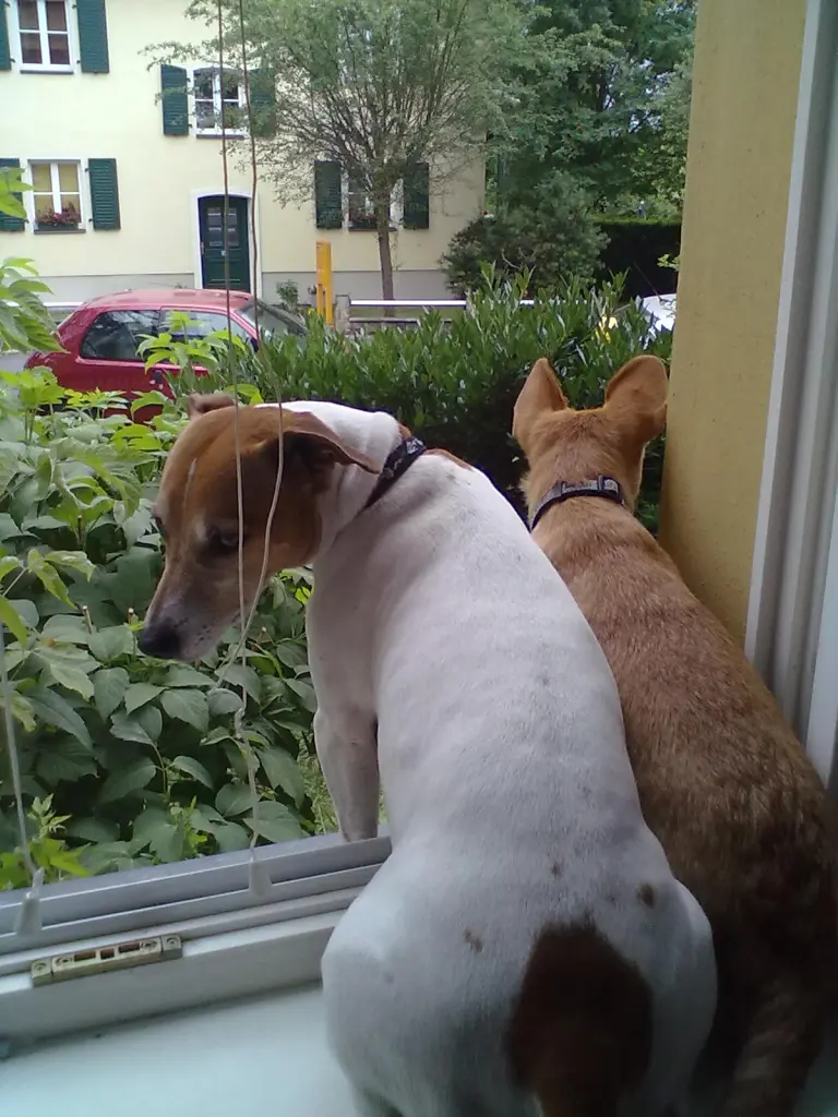 Thomas und Gismo
