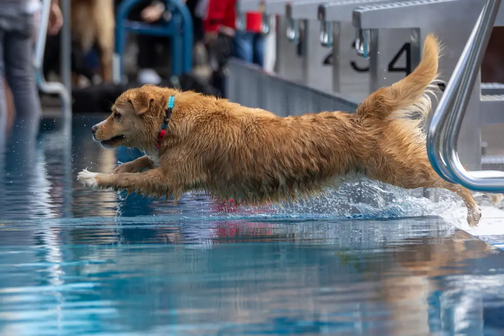 Schwimmen war dein Element.