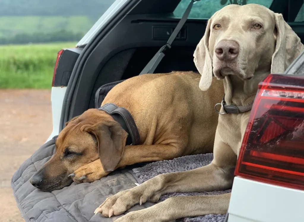 Condolence image of Carmen mit Ammo &Simba in Herzen