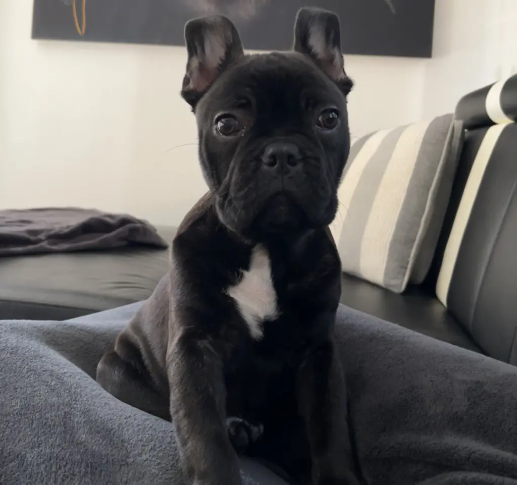 Condolence image of Alina🤍