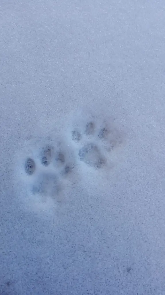 Image from Yeti