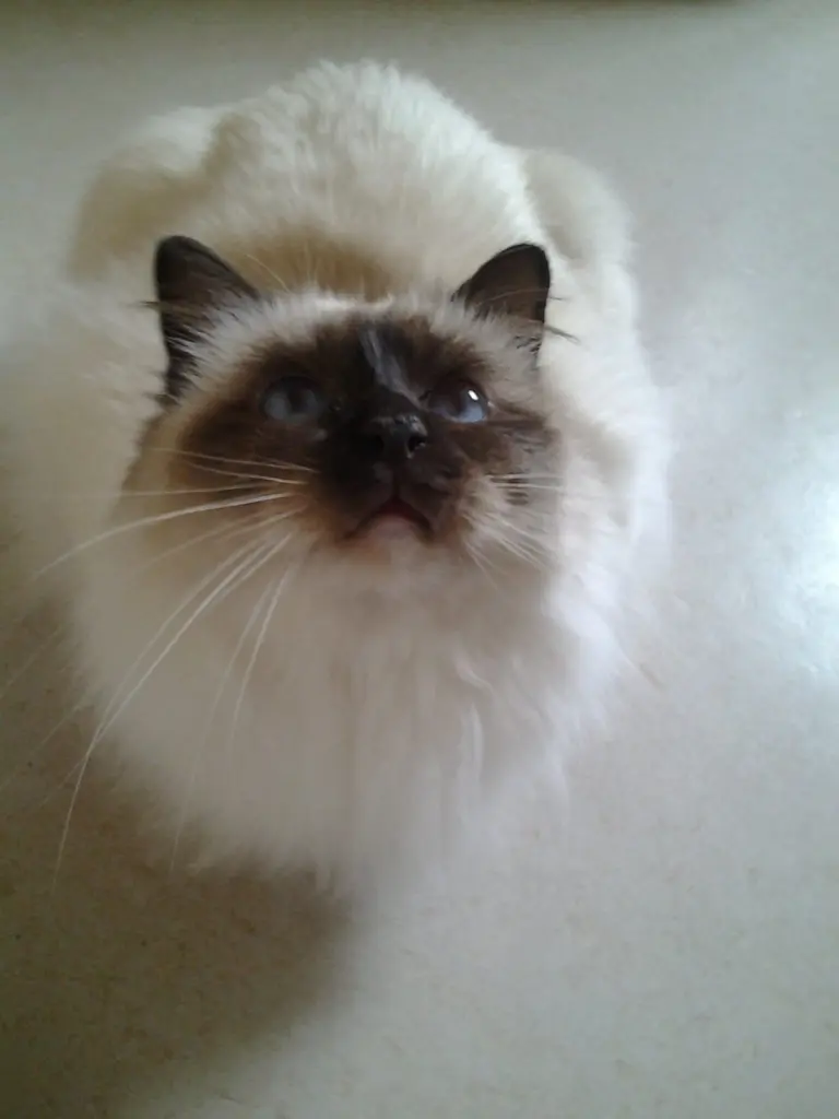 Image from Yeti