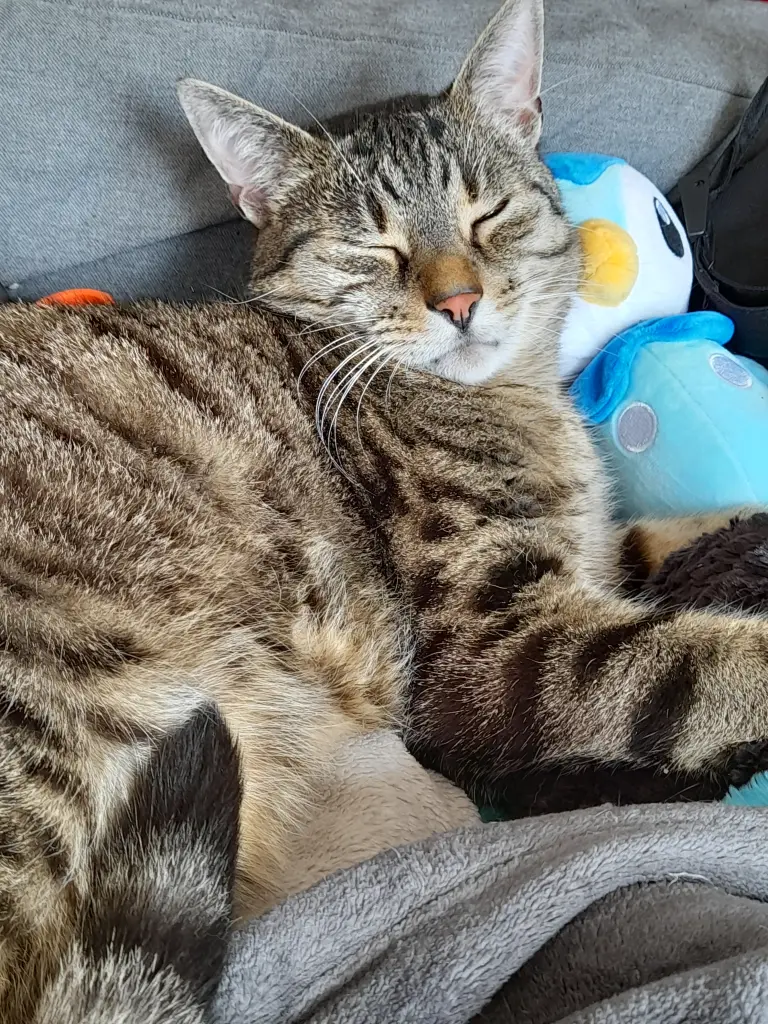 Image from Aleksi