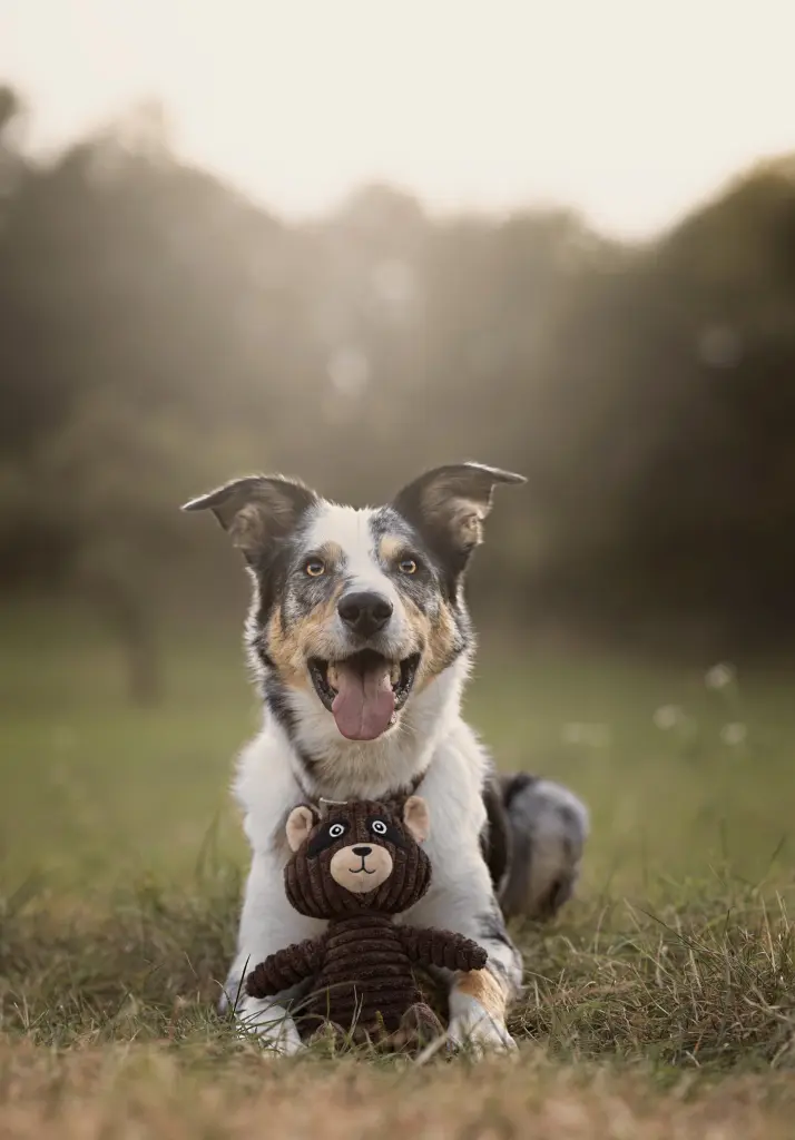 Image from Bruce