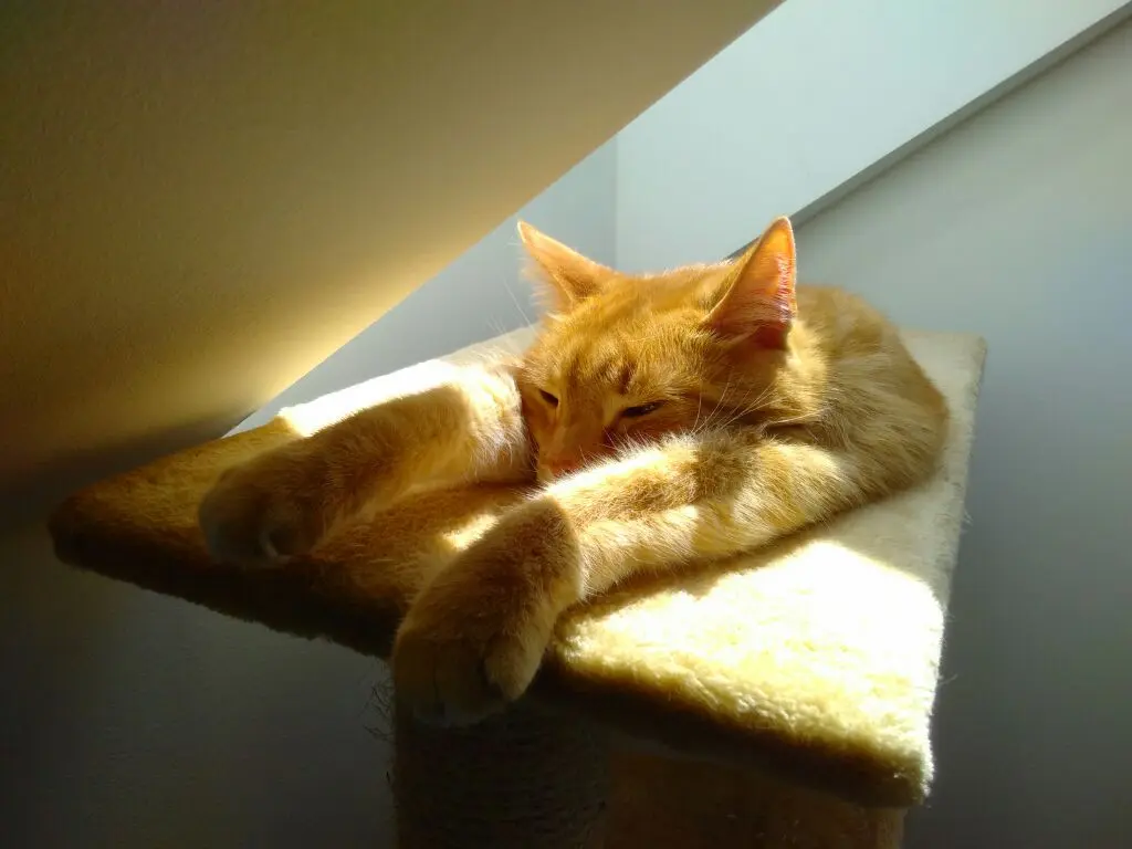 Image from Spot