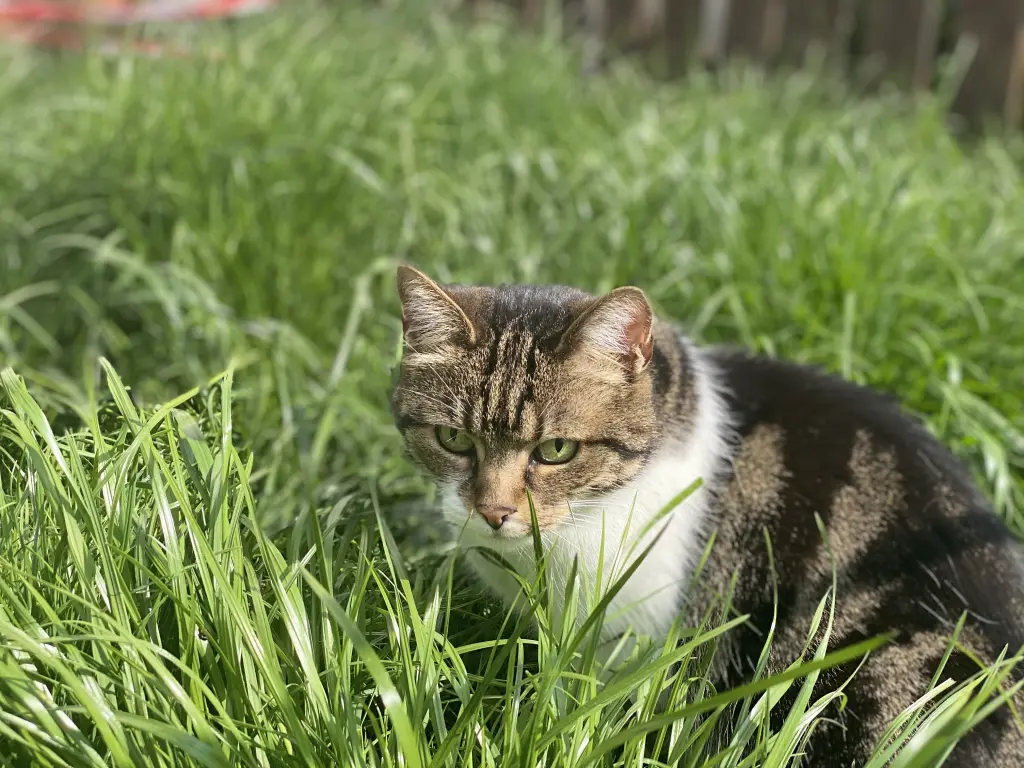 Im Sommer meistens mit im Garten 🏡
