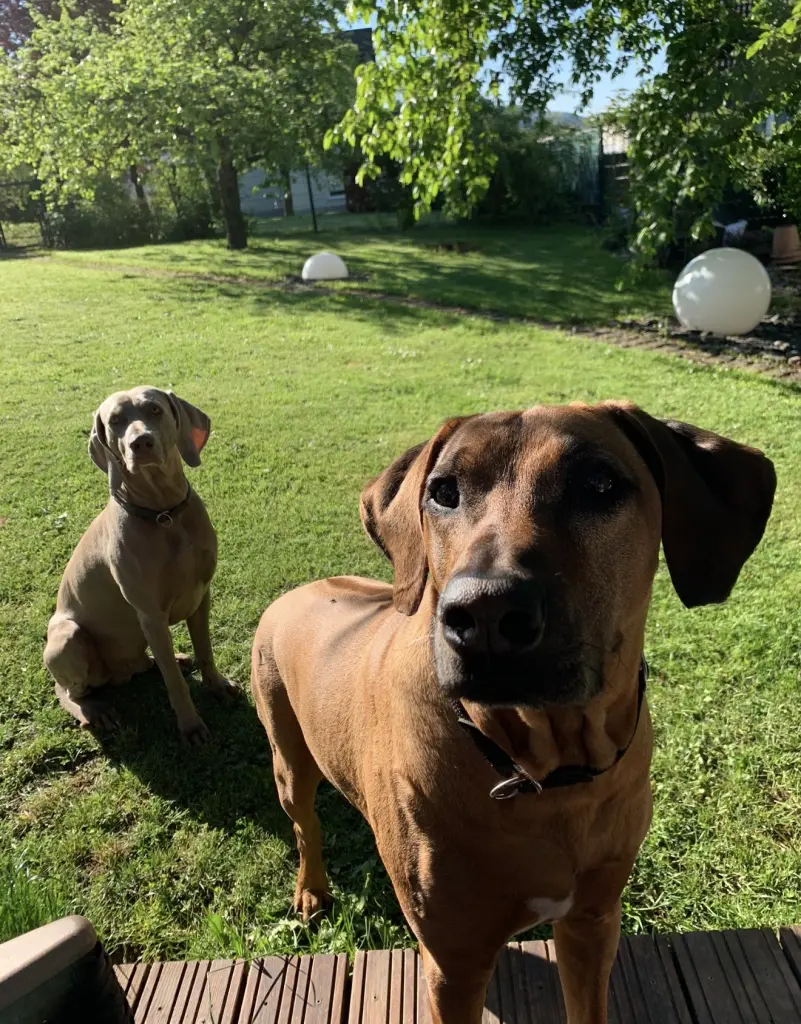 Condolence image of Carmen mit Simba & Ammo für immer im ❤️n