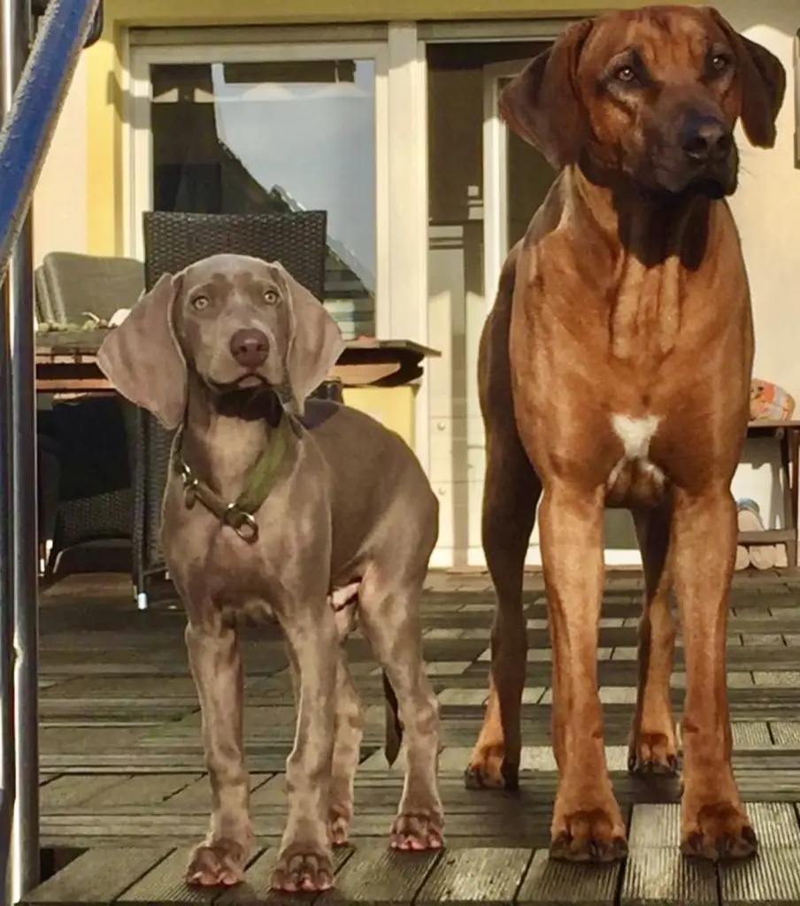 Image from Simba