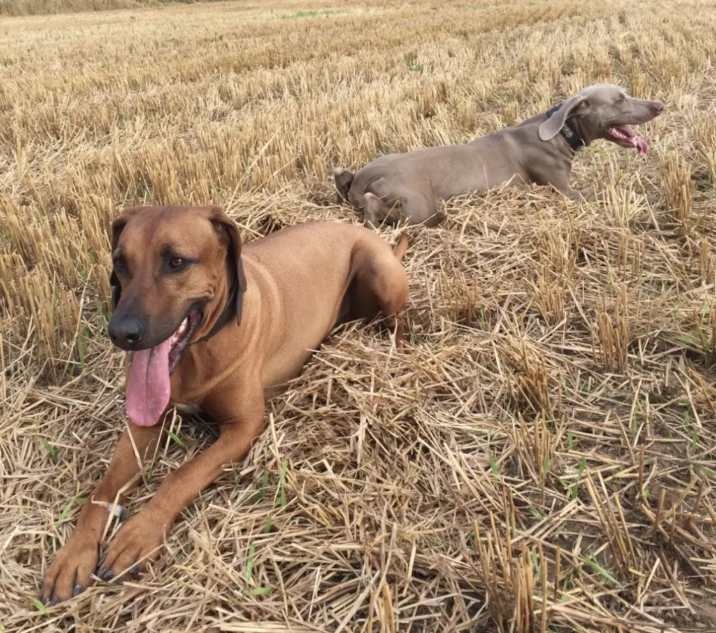Image from Simba
