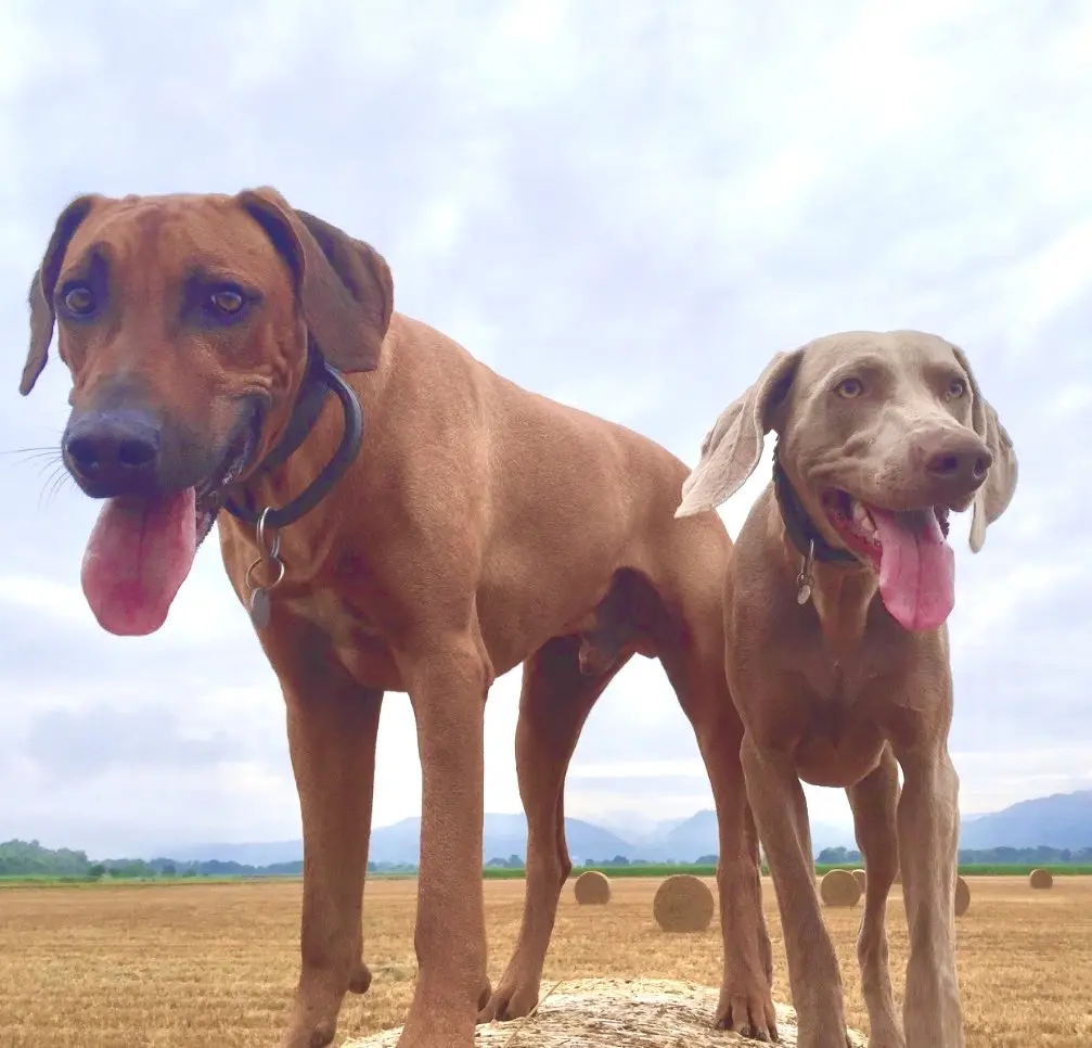 Image from Simba
