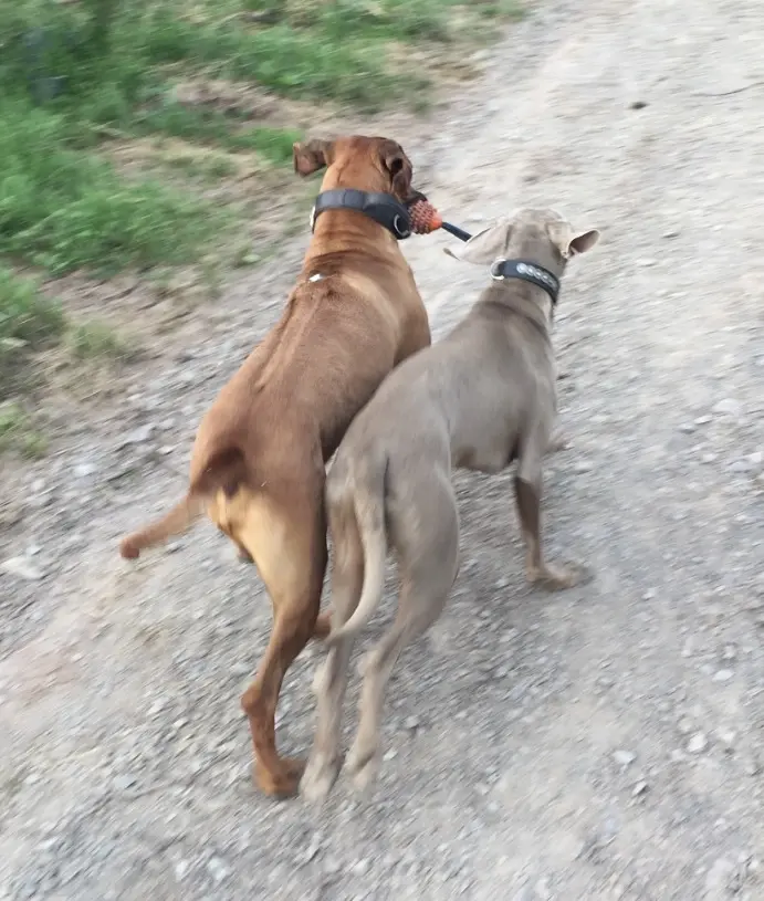 Image from Simba