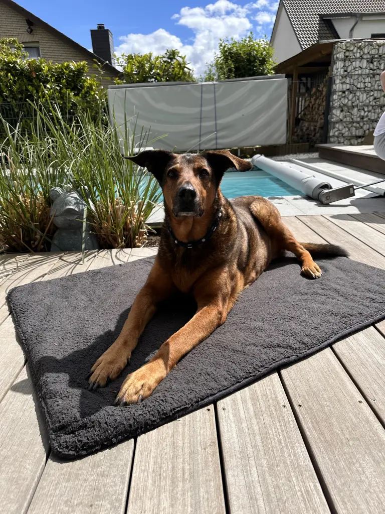 ❤️Sonnenhund❤️