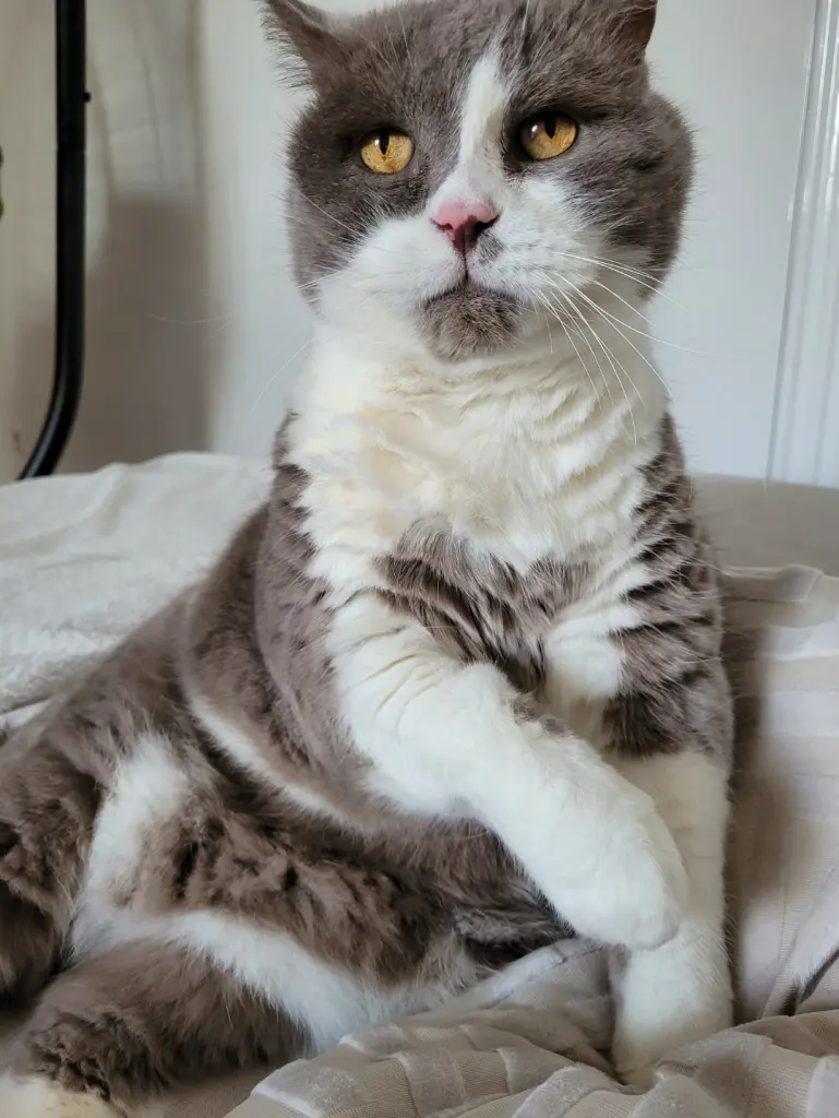 Bild von Simba