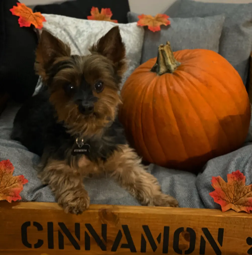 Image from Cinnamon