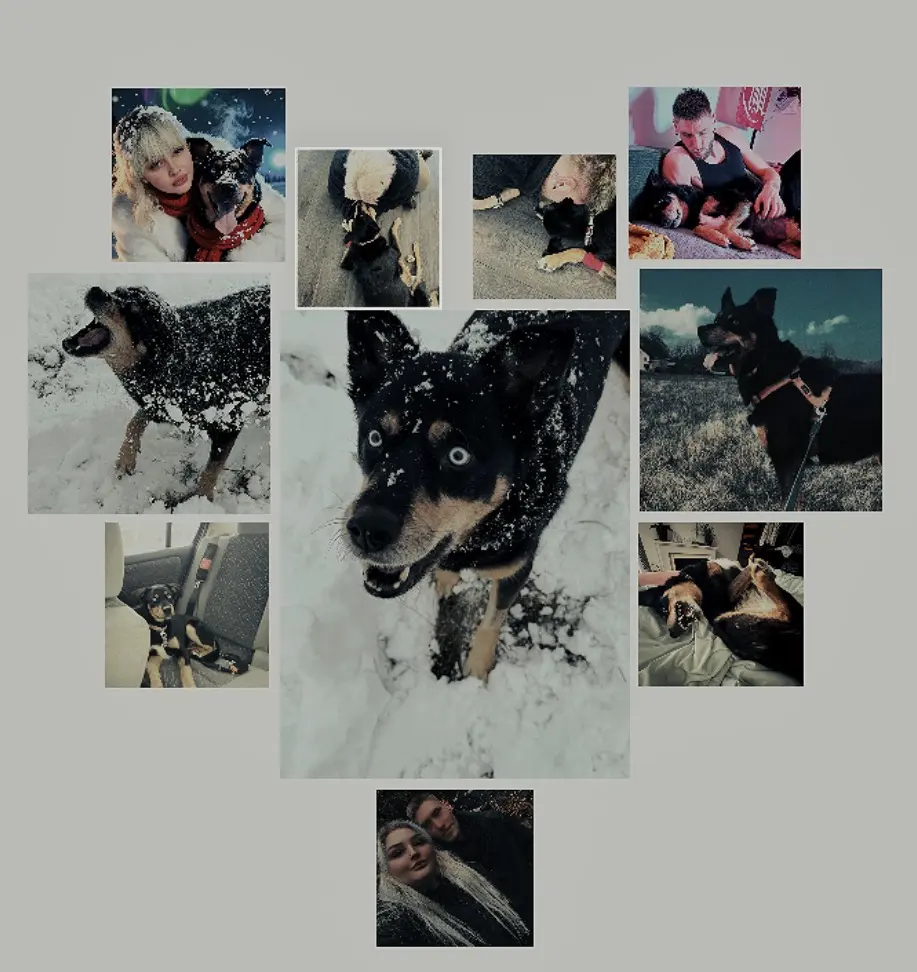 Condolence image of Deine HundeEltern