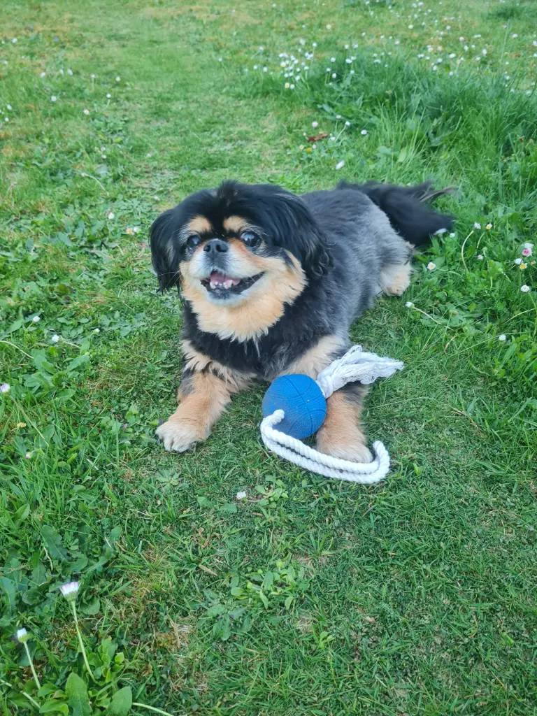 Bild von Lilli