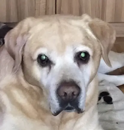 Andachtsbild von Elzbieta mit Max im Herzen