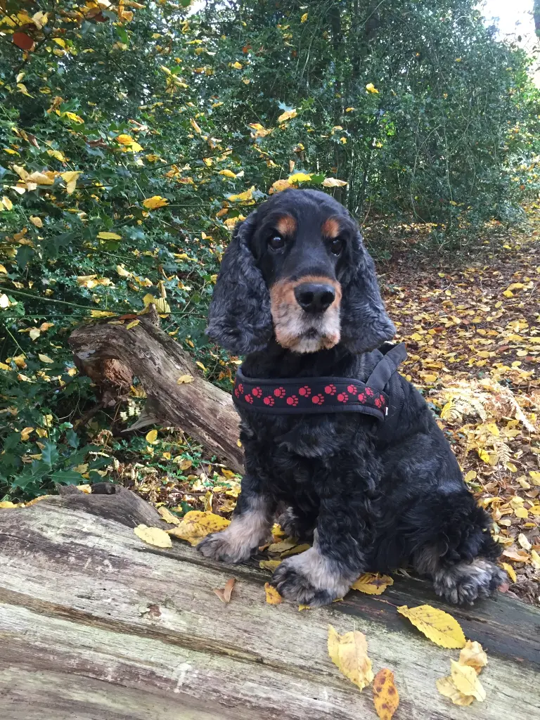 Bild von Tobi