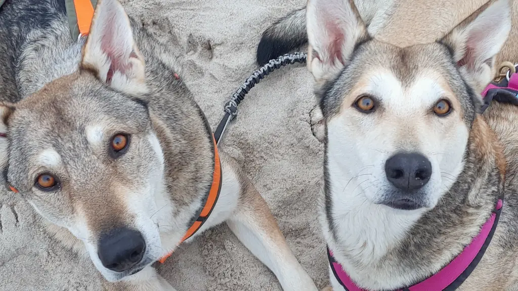 Maurice links mit Mutter Moonlight Monja