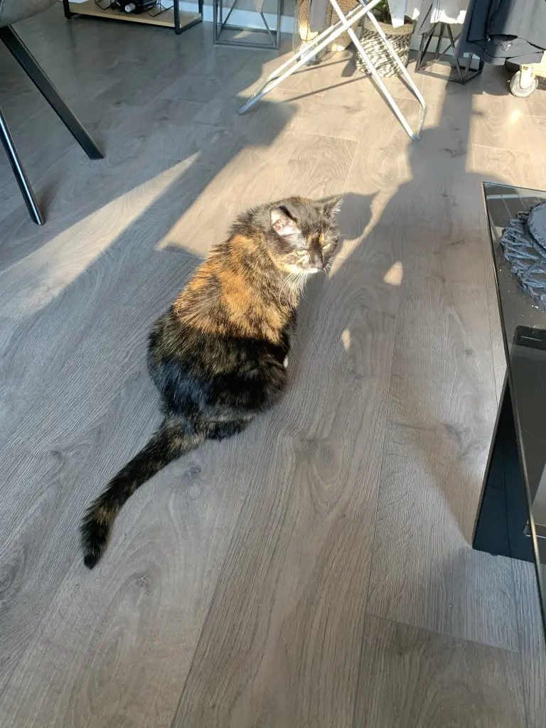 Alles beobachten 😻