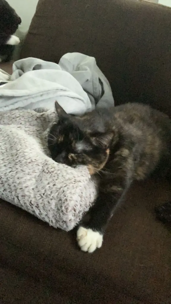 Meine Lieblingsdecke 😻
