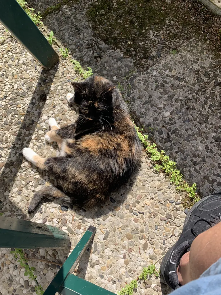Ich liebe es in der Sonne ☀️ zu liegen 😻
