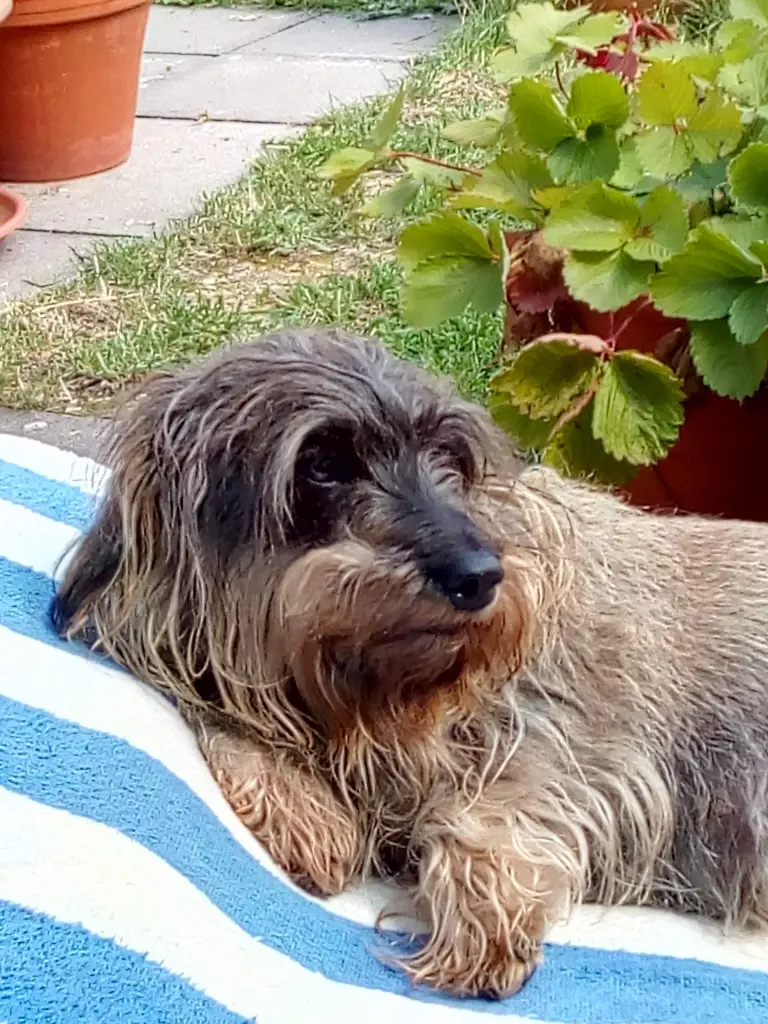 Bild von Cally