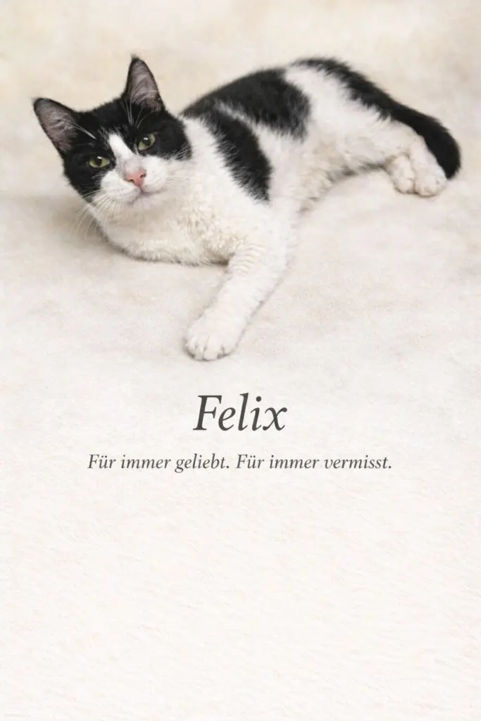 Bild von Felix