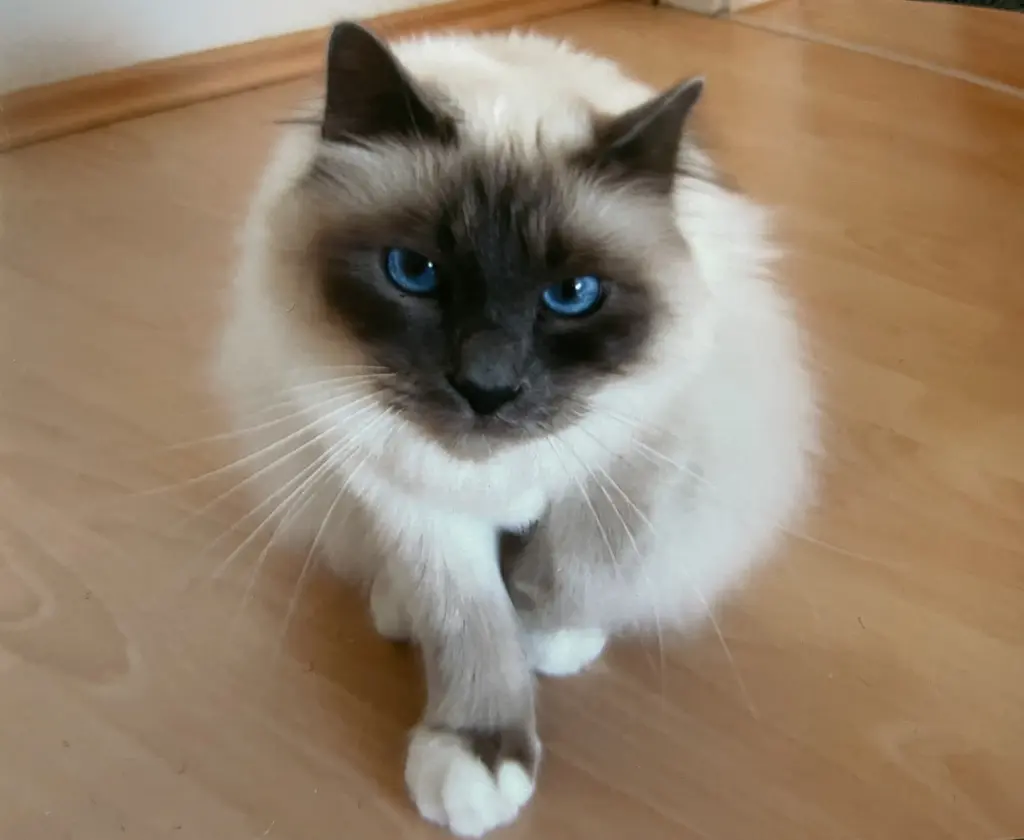 Danke für die schöne Zeit 🫶🏻.
Du warst fast 20 Jahre an unserer Seite ❤️.