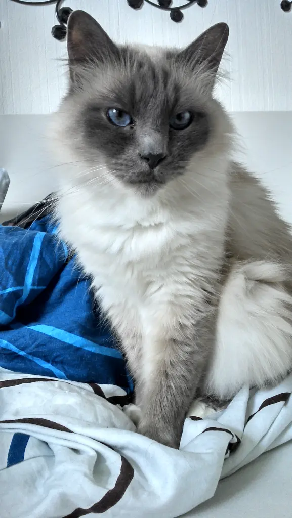 ❤️Birmchen❤️