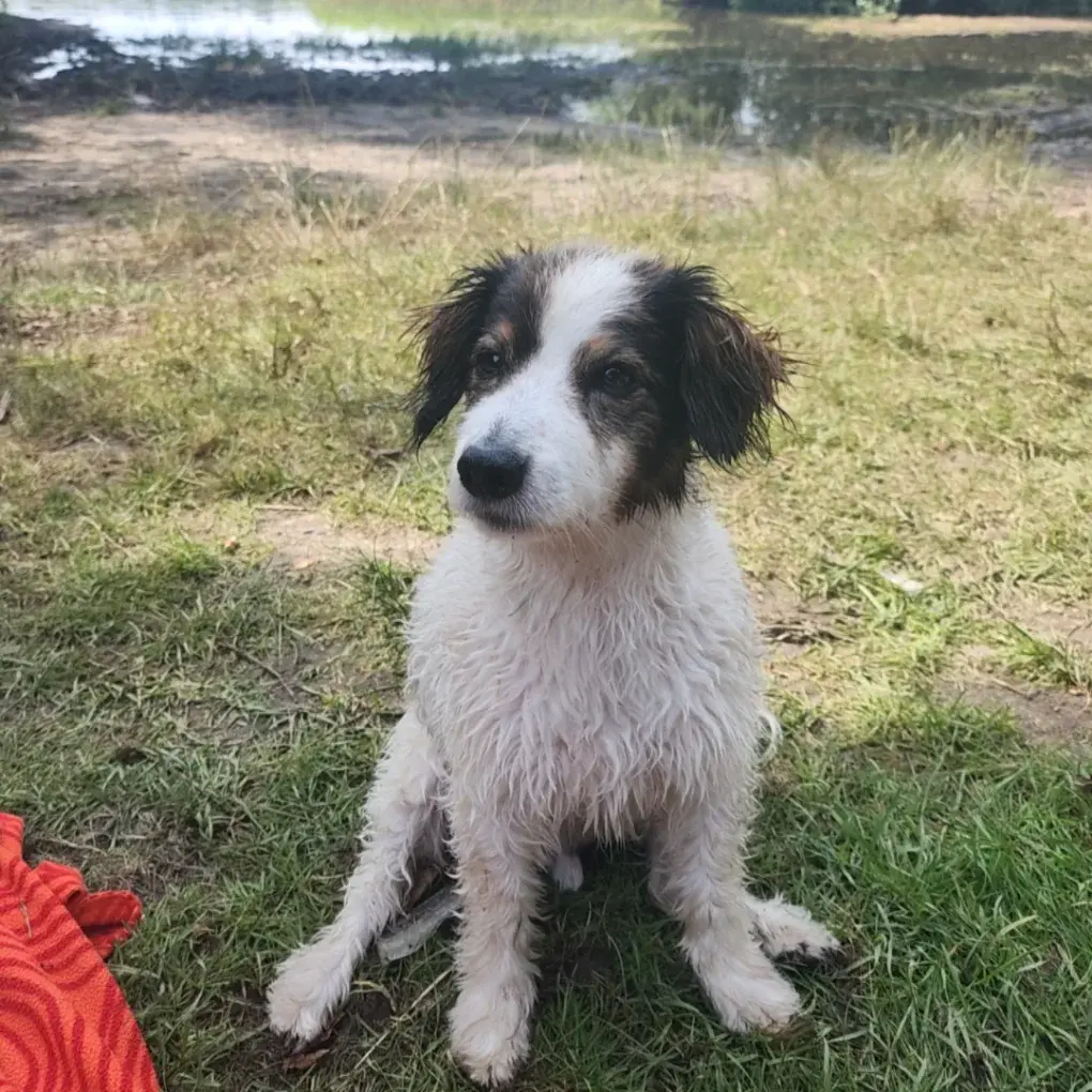 Image from Balou