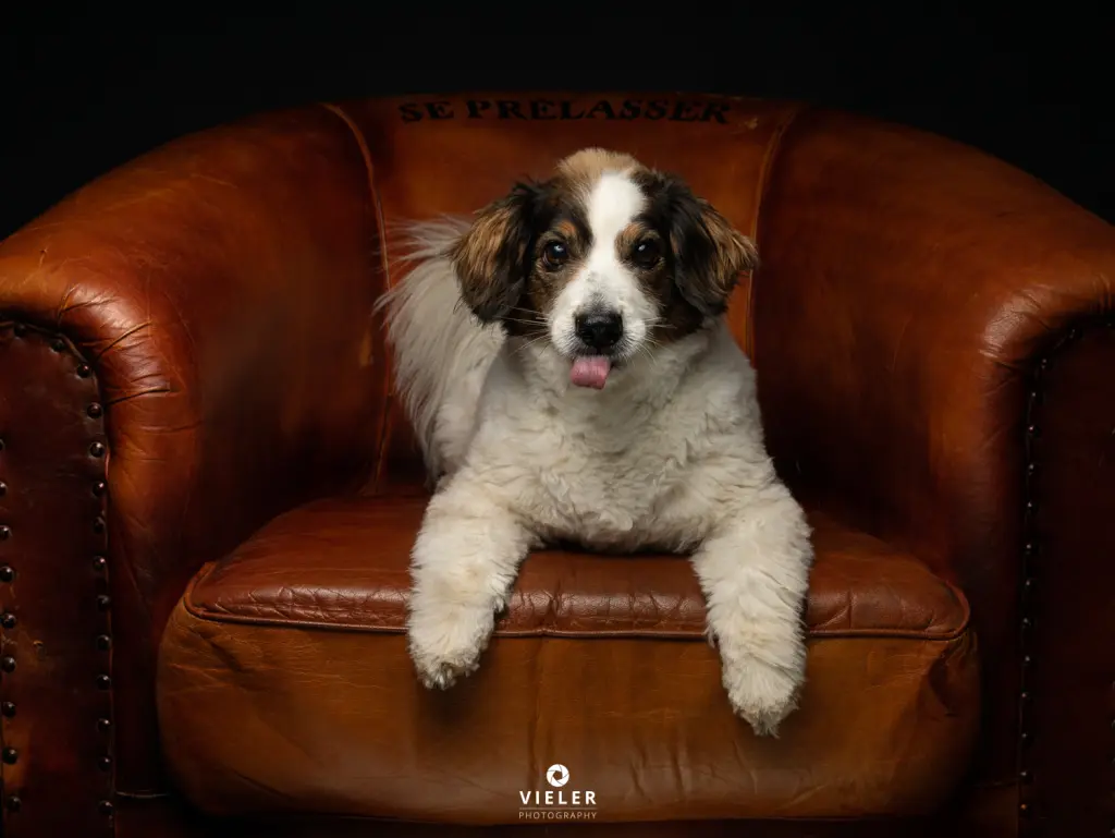 Image from Balou