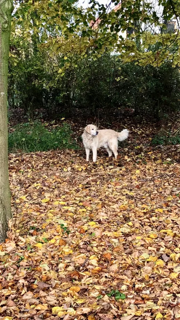 Condolence image of Andy und Piet ❤️