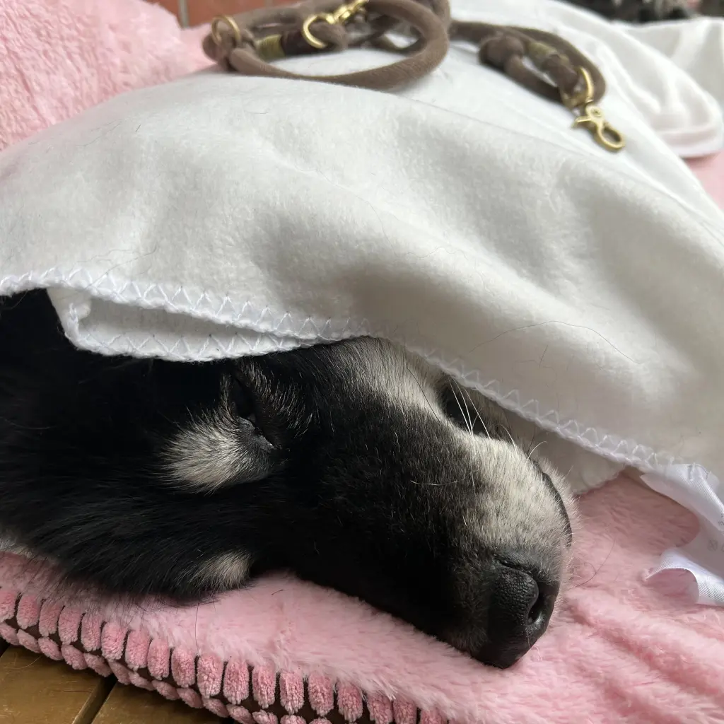 Bild von Chem Amanine